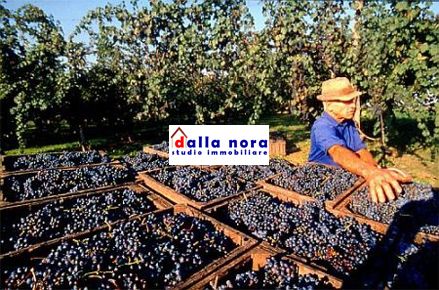 LA VENDEMMIA